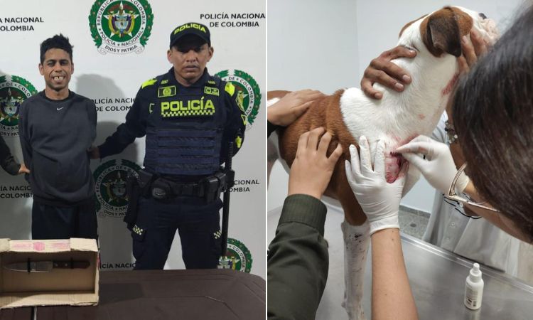 ¡Capturado en Ibagué! Hombre apuñaló a un perro tras intento de robo