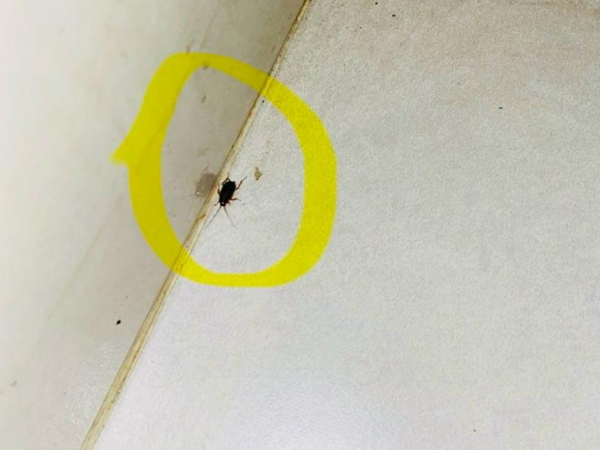 Cierran restaurante en Ibagué por hallazgo de cucarachas en la cocina