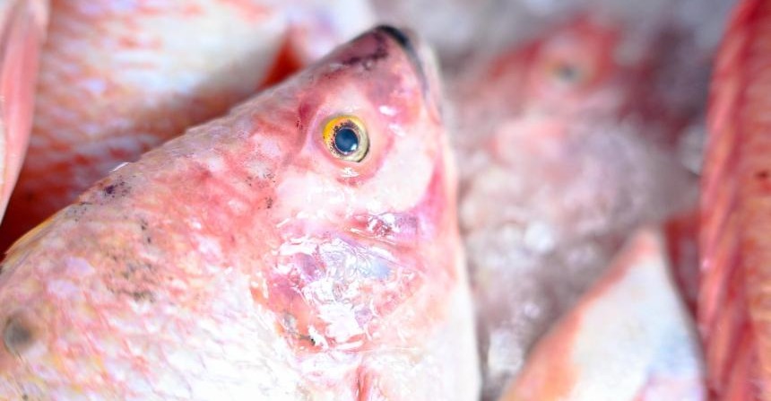 Cómo evitar intoxicaciones por pescado en Semana Santa: recomendaciones clave para una compra segura