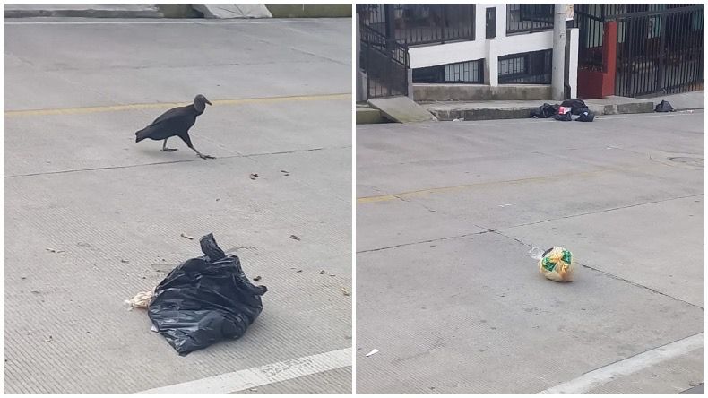 Denuncian fallas repetidas en la recolección de basuras por parte de Interaseo en el Libertador