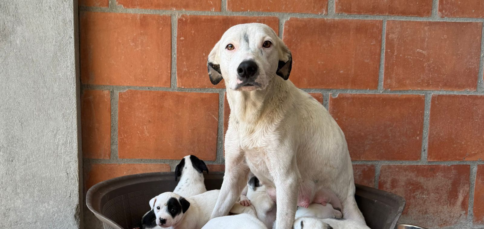 Rescatan a perrita y sus cachorros tras denuncia por presunto maltrato en Ibagué