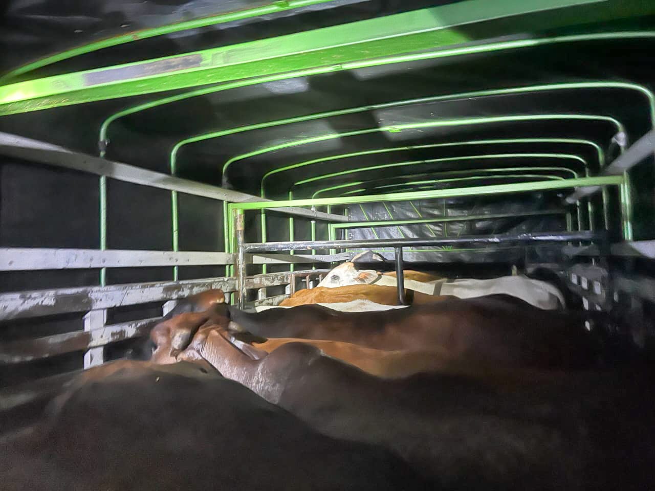 Hallan 11 bovinos robados en un camión en la vía Ibagué–Espinal