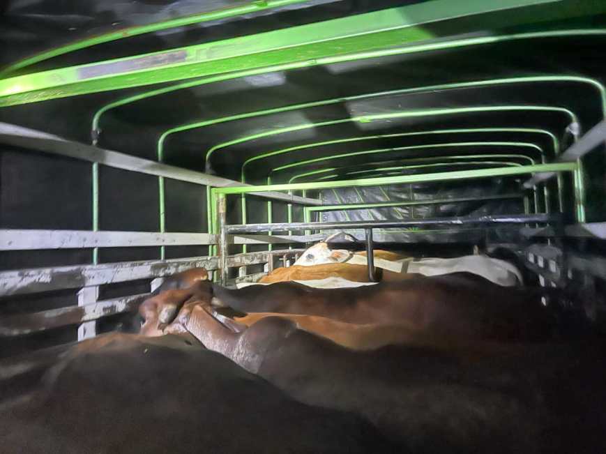 Hallan 11 bovinos robados en un camión en la vía Ibagué–Espinal