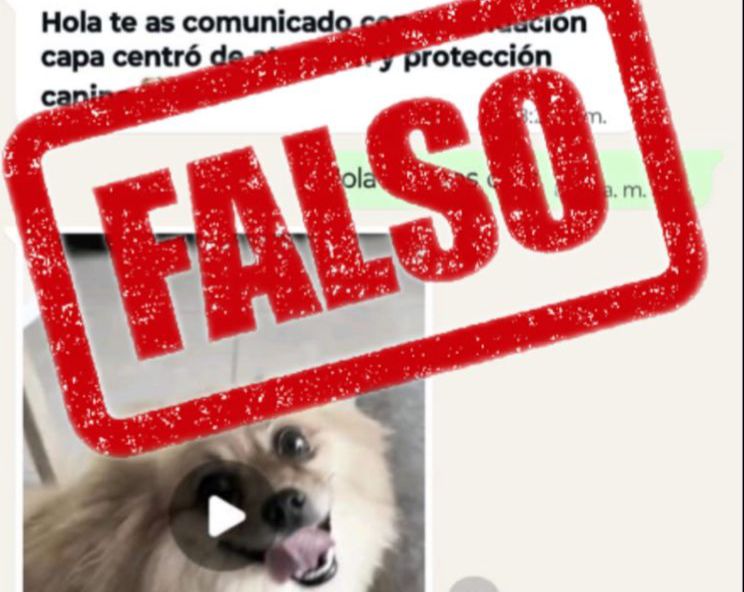 CAPA advierte sobre falsos cobros por supuestos procesos de adopción de animales